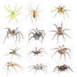 European Wolf spiders and raft spiders isolated