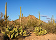 Cactus Landscape