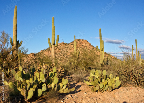 Photo: Cactus Landscape Cactus Landscape