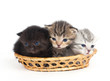 Three kittens in a basket on a white background