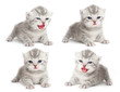 The British kitten