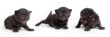 Black British kitten on a white background
