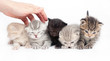 Five kittens on a white background