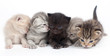 Five kittens on a white background