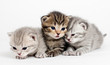 Three kittens