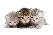 Three kittens