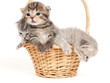 Three kittens in a basket on a white background
