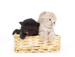 Two kittens in a basket on a white background