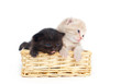 Two kittens in a basket on a white background