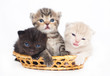 Three kittens in a basket on a white background