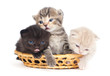 Three kittens in a basket on a white background
