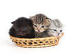 Three kittens in a basket on a white background