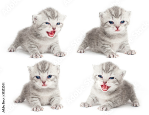 Foto: The British kitten The British kitten
