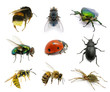 Set of insects