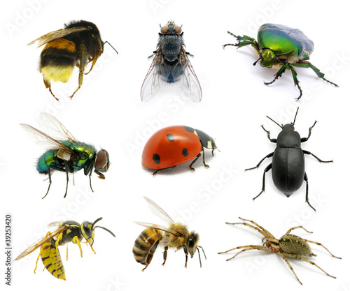 Foto: Set of insects Set of insects