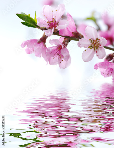 Photo: pink blossoms pink blossoms