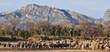 ELEVAGE DE MOUTONS AU PIES DES ALPILLES