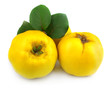 Ripe quince with leaves