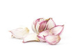fresh garlic