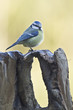 Mésange bleue