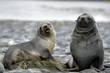 Foto: Fur Seal Fur Seal