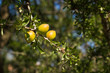 argan tree in Morocco
