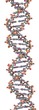 DNA structure