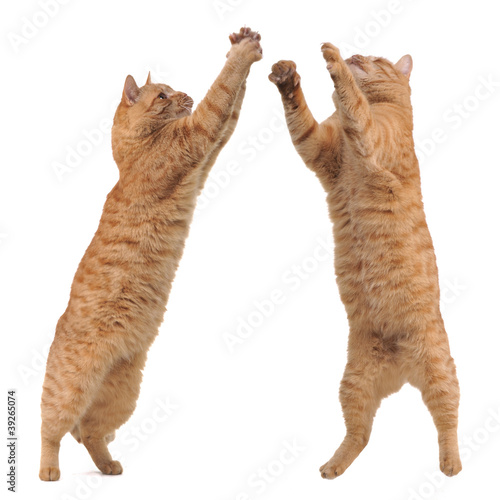 Photo: Two cats competiting for a toy Two cats competiting for a toy