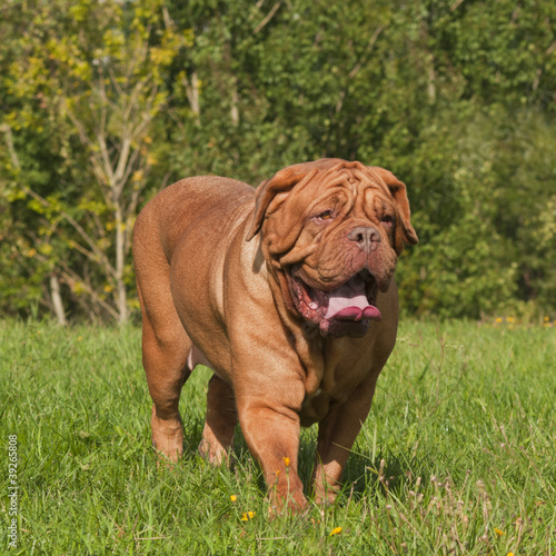 Photo: Dogue De Bordeaux in summer meadow Dogue De Bordeaux in summer meadow