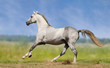 white horse