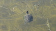 Turtle swimming in lake