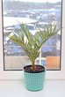 Cultivation of a date palm tree on a window sill