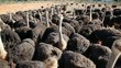 Ostriches on an ostrich farm, Western Cape, South Africa