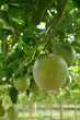 fresh green passion fuit tree close up fresh green passion fuit tree close up