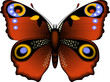 Vektor: Beautiful butterfly Beautiful butterfly