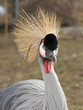 peacock, peafowl