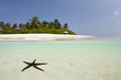 Seastar in blue lagoon