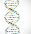 DNA molecule