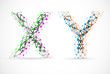 X and Y chromosomes