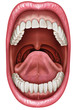 Anatomy of the mouth