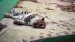 Leopard taking a rest