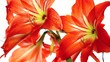 Blooming red lily isolated on white wiggling (pov)