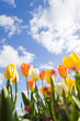 Field of tulips