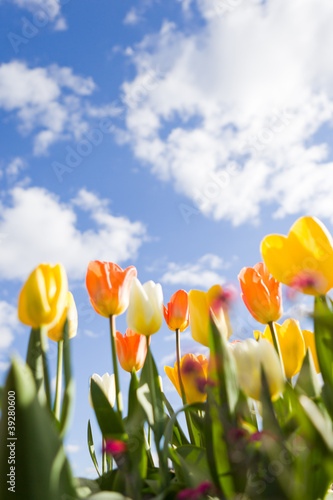 Photo: Field of tulips Field of tulips