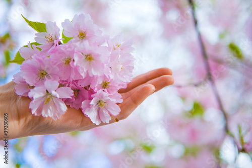 Photo: Hand with Japanese cherry tree's flowers in blossom Hand with Japanese cherry tree's flowers in blossom