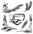 Ilustración: Wheat element Wheat element