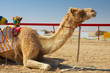 Robot camel racing