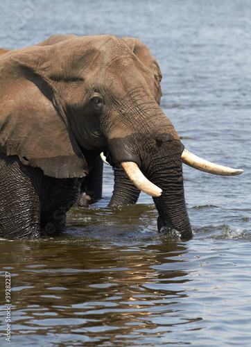Photo: African Elephants African Elephants