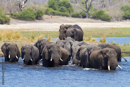 Photo: African Elephants African Elephants