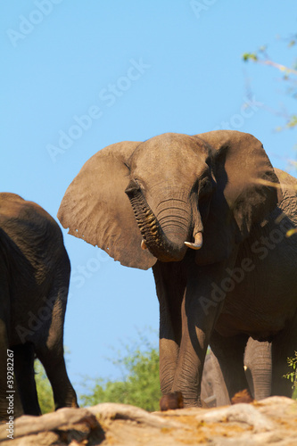 Photo: African Elephants African Elephants